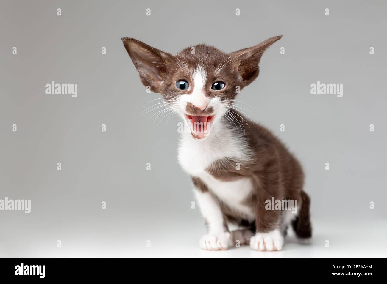 Little active kitten of oriental cat breed of white and brown bicolor with blue eyes is meowing against grey background Stock Photo