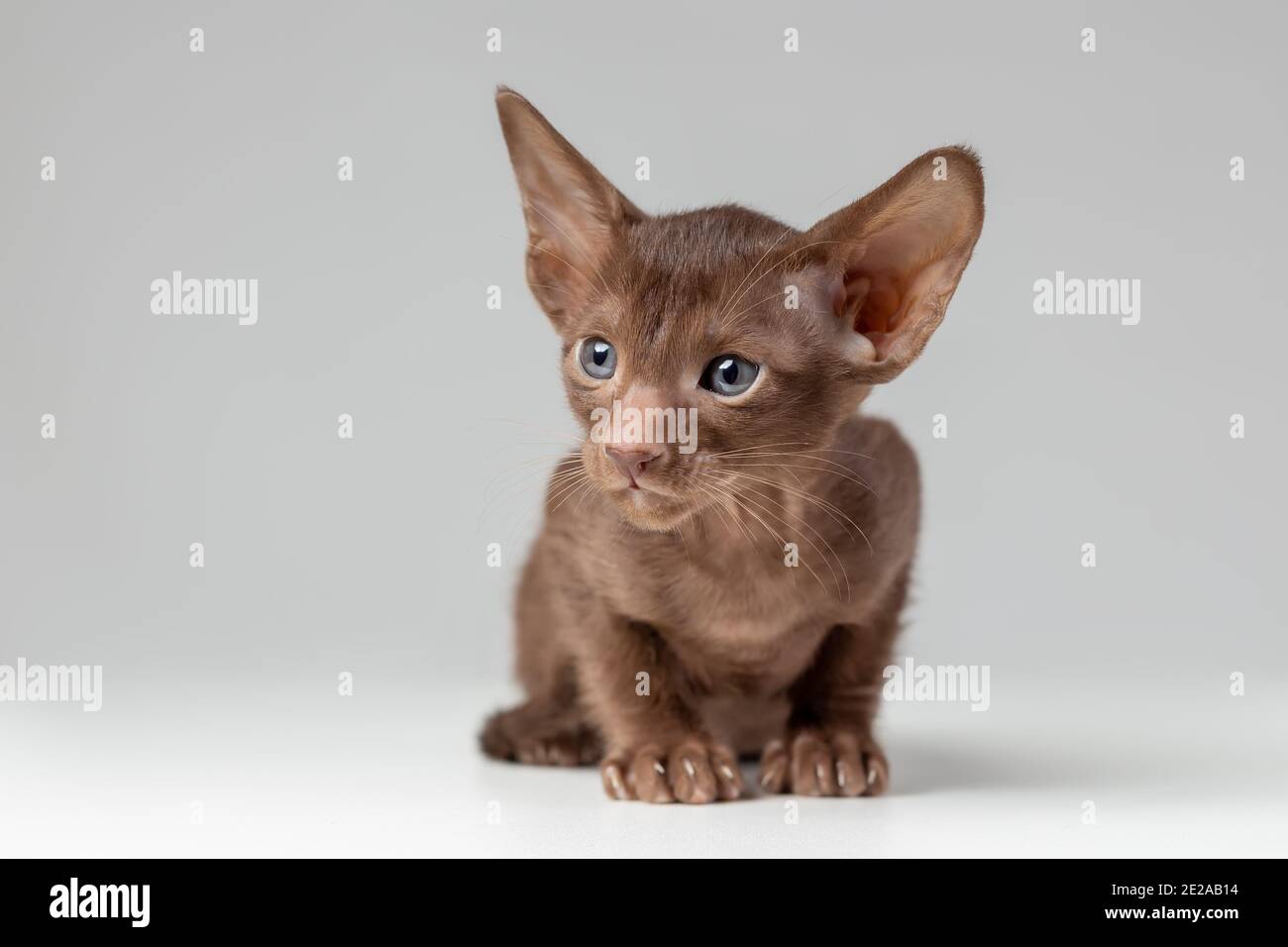 Little kitten of oriental cat breed of solid chocolate brown color with blue eyes is sitting against grey background Stock Photo