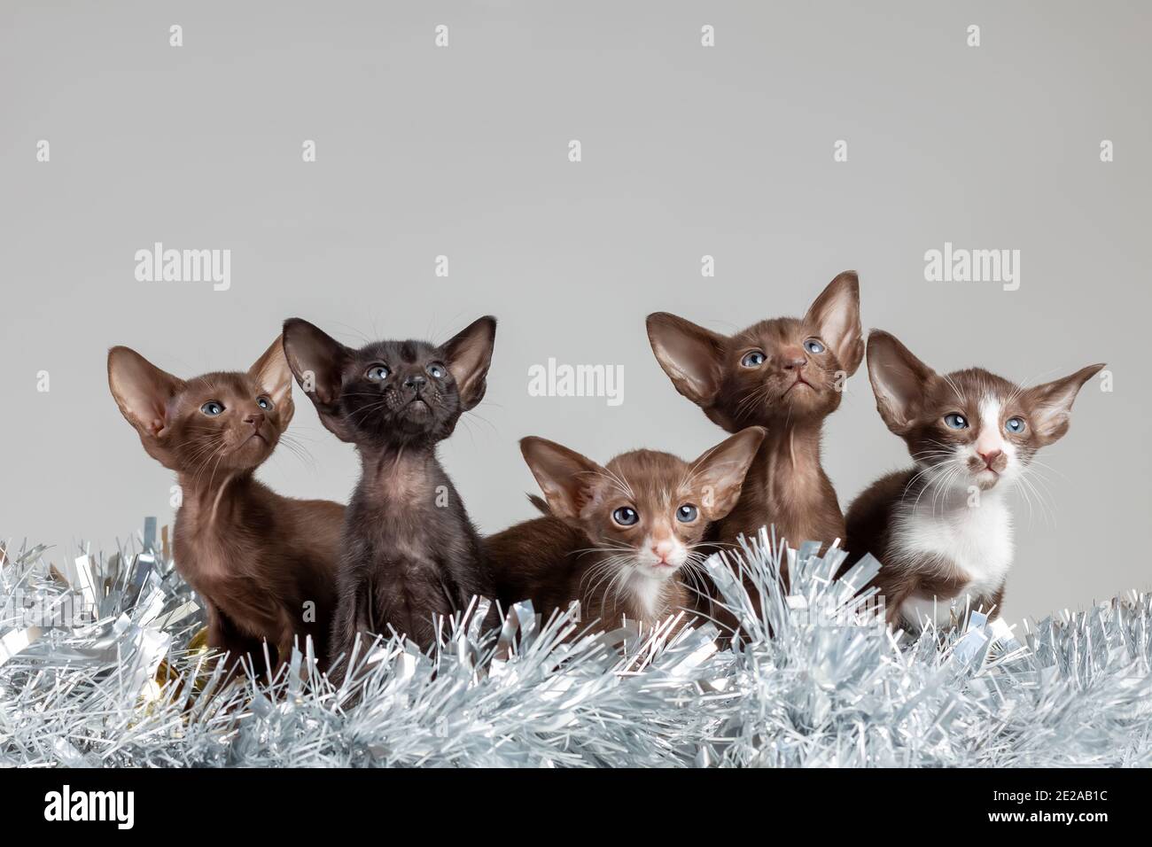 Group of little kittens of oriental cat breed with big ears of brown and black color sitting together among silver tinsel Stock Photo
