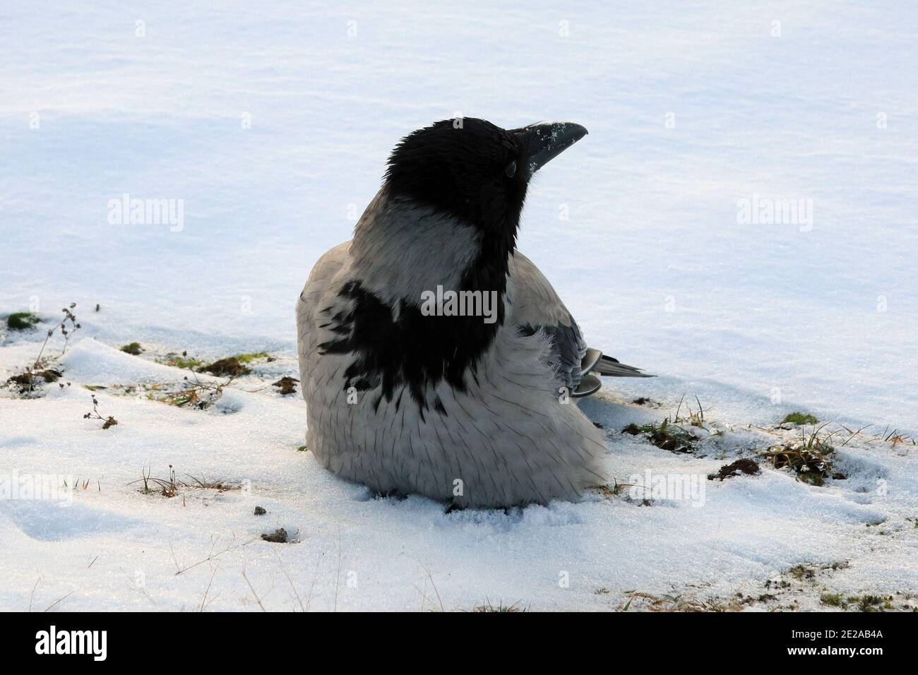 Young Hooded crow, corvus cornix, keeping an eye of his surroundings on a cold winter morning. The bird is trying to keep warm on by puffing up his fe Stock Photo