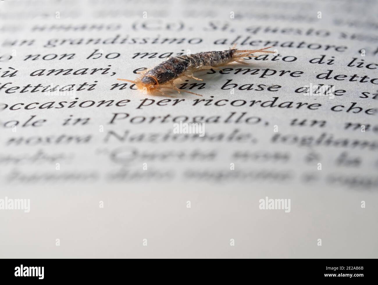 Lepisma saccharina, macro photo of a silverfish on a book, Italy Stock Photo
