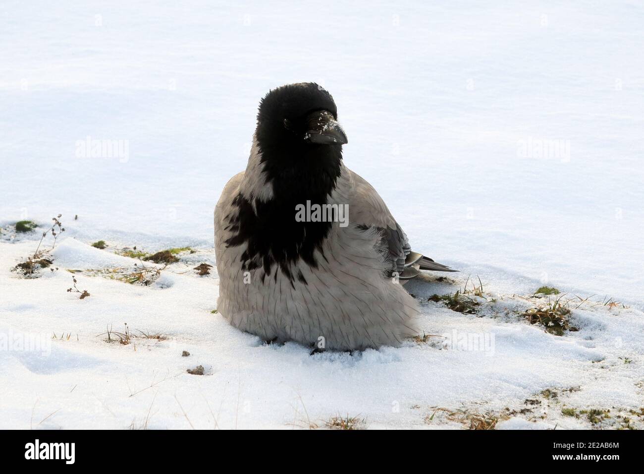 Young Hooded crow, corvus cornix, fluffing up his feathers, perched on snowy ground to conserve warmth on a cold winter morning. Stock Photo