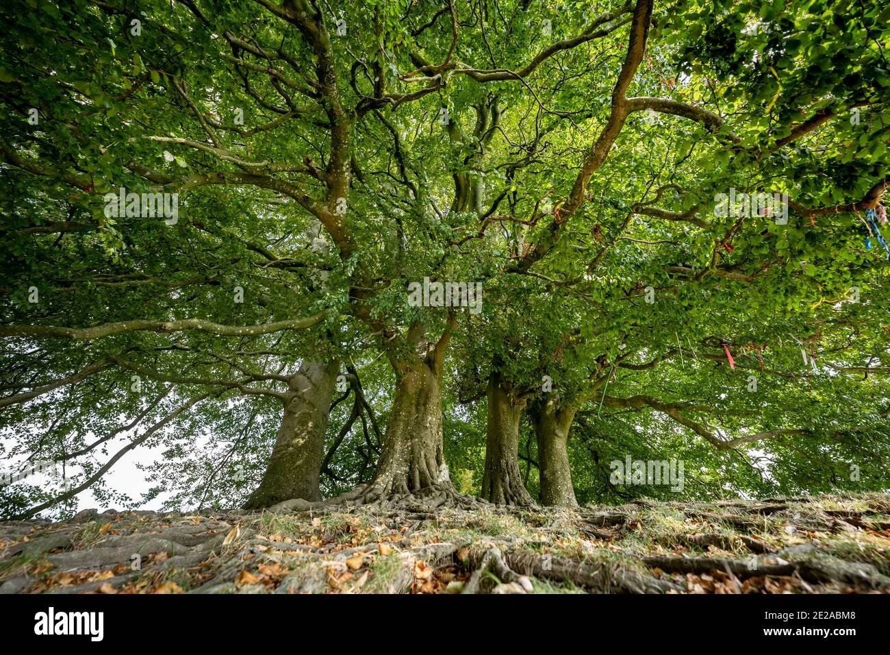 JRR Tolkien's Mythic Trees in Avebury, Wiltshire, UK. Stock Photo