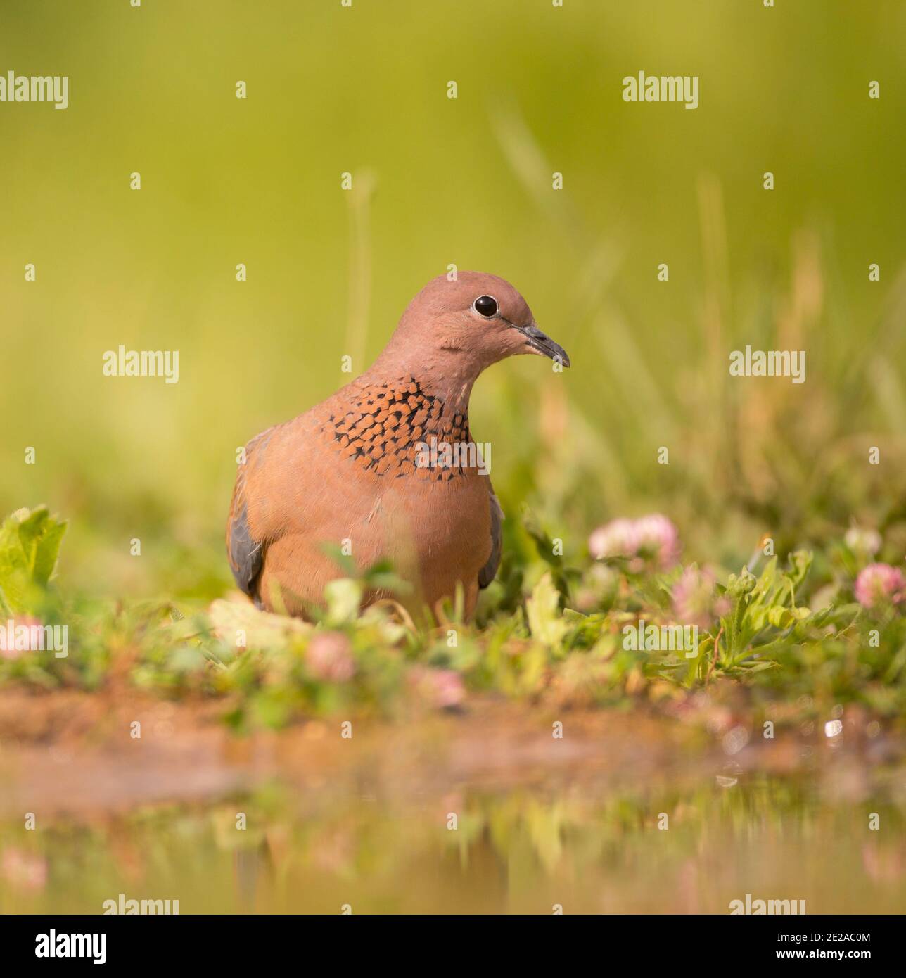 Laughing dove (Streptopelia senegalensis). This bird is native to sub-Saharan Africa, the Middle East, and India, where it is known as the little brow Stock Photo