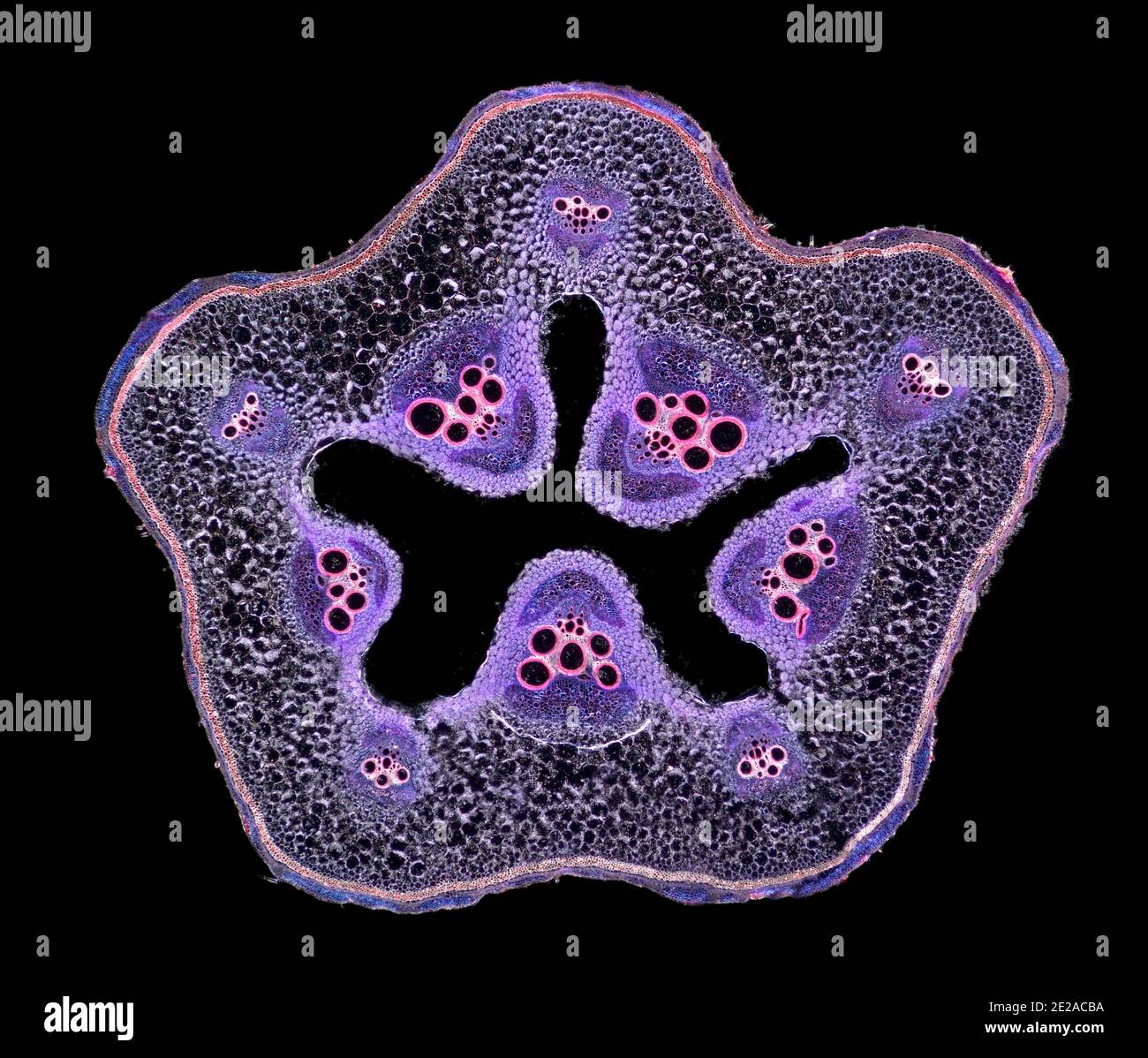 Marrow, Cucurbita showing sieve tubes; TS. Darkfield photomicrograph