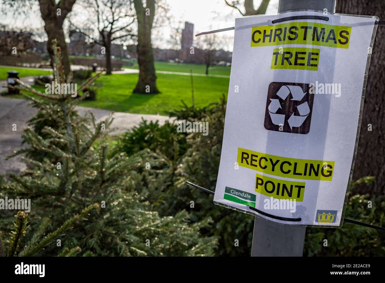 Christmas Trees are dumped at a council recycling point in Deptford