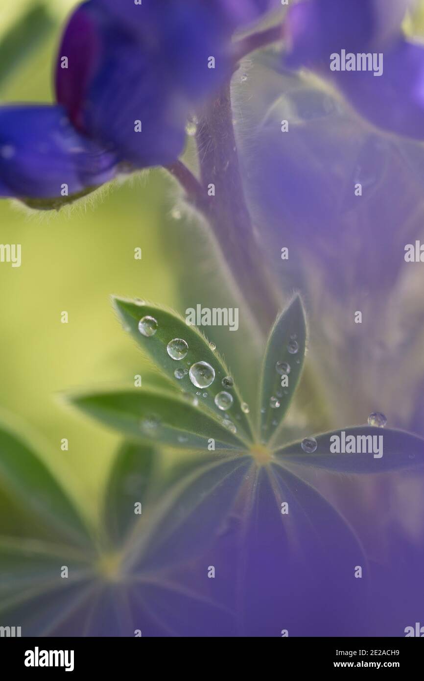 Blue lupin (Lupinus pilosus) in the rain with Water droplets on a leaf Stock Photo
