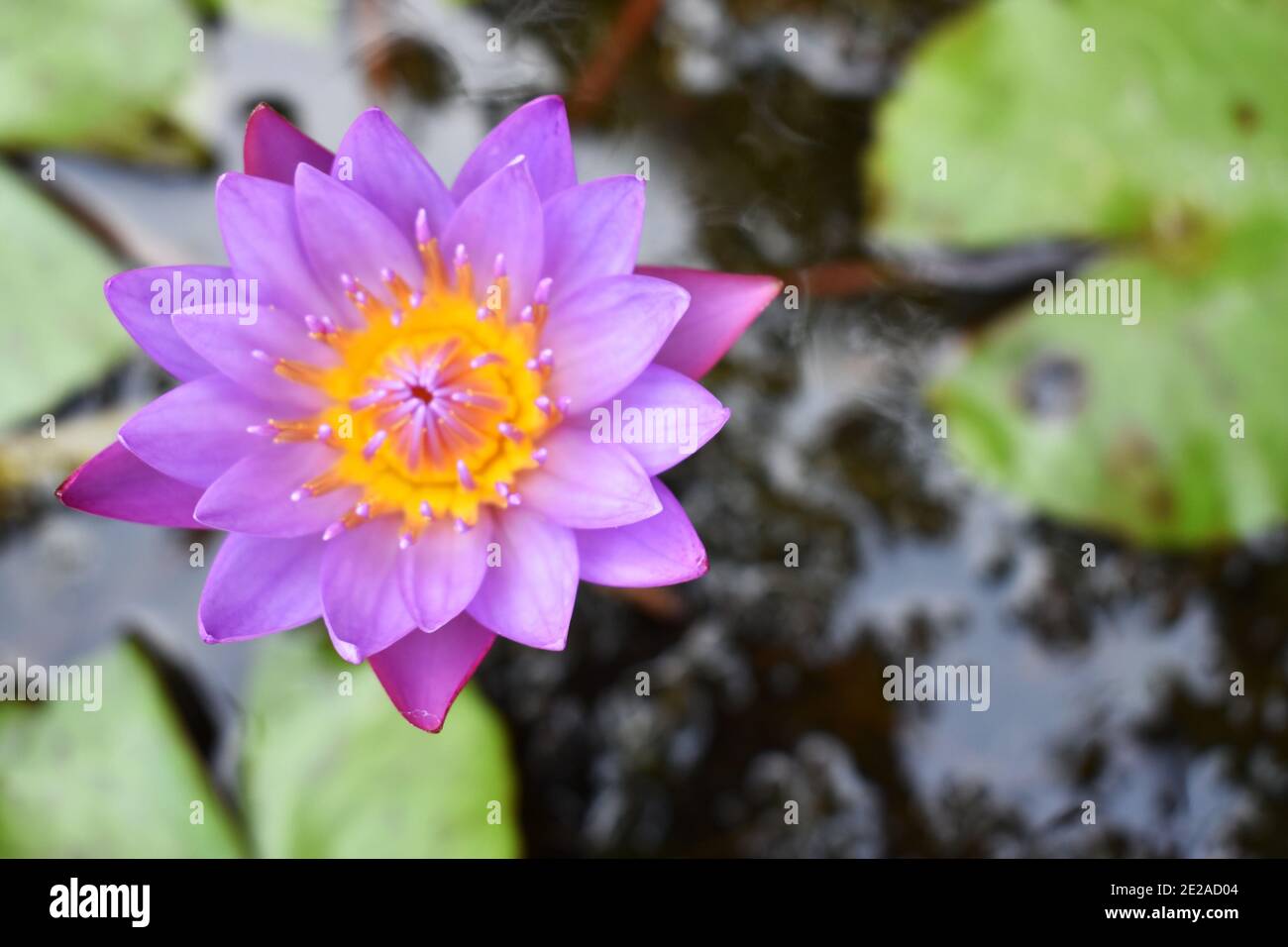 Egyptian blue lotus hires stock photography and images Alamy