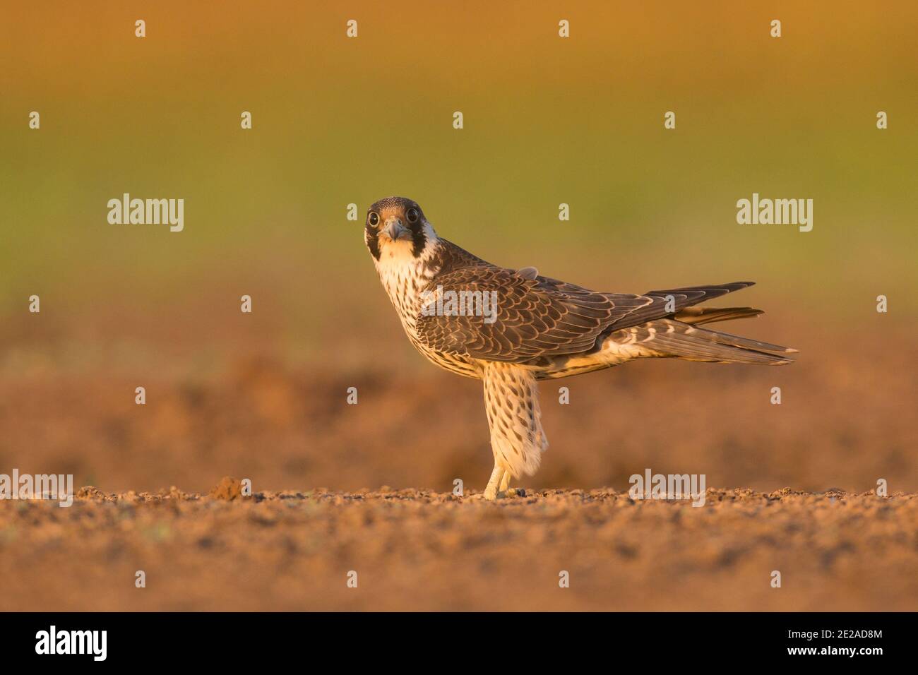 Peregrine falcon. (Falco peregrinus). Juveniles remain dependent on their parents for several months after leaving the nest. This bird is found on all Stock Photo