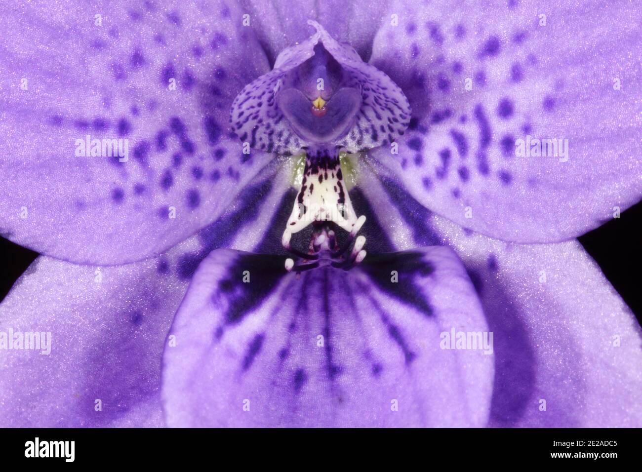 Detail of blue orchid flower Epiblema grandiflorum, babe-in-a-cradle, habitat on the south coast of Western Australia, close-up Stock Photo