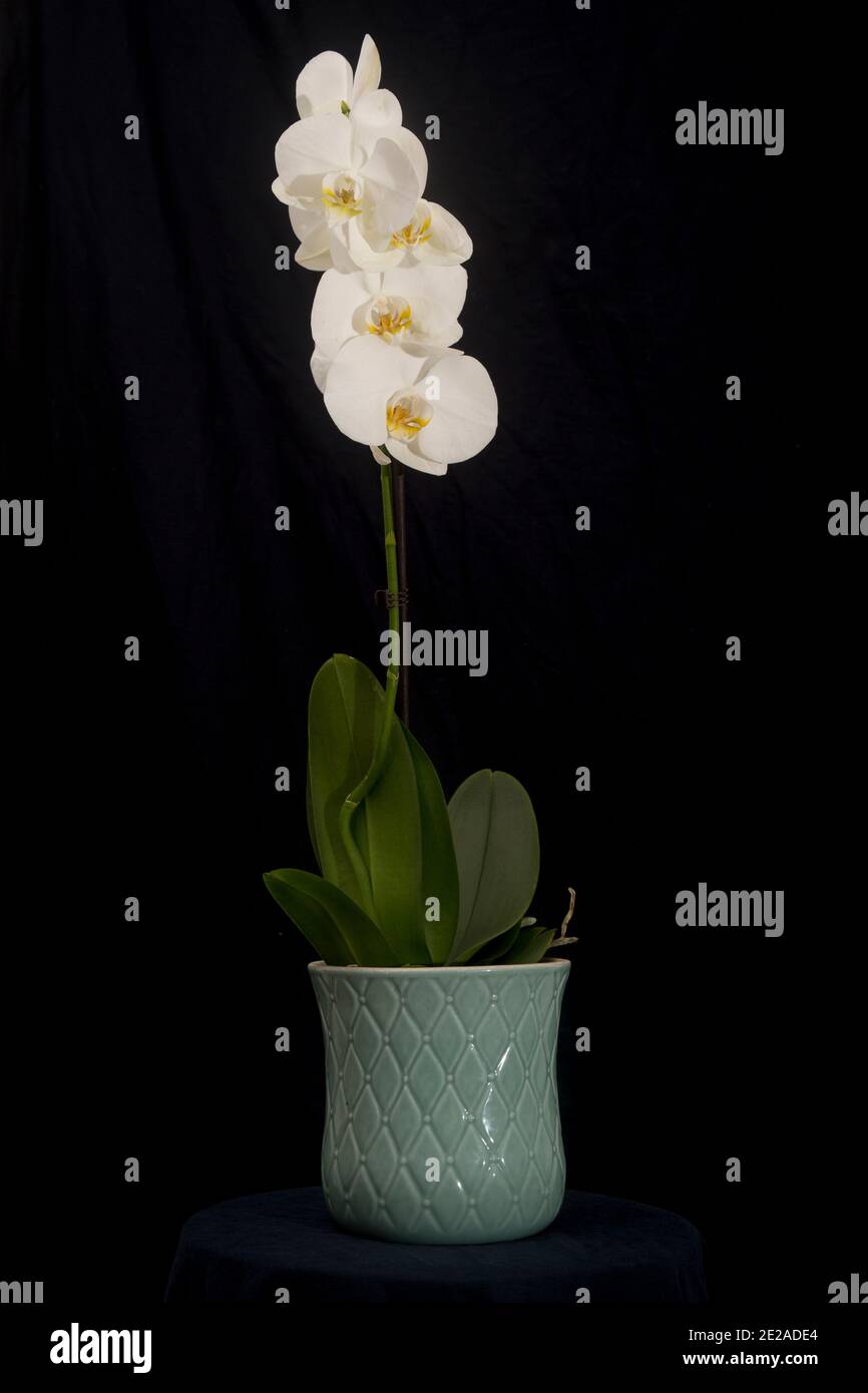 A white Orchid (Phalaenopsis sp.) in flower on Black background Stock Photo