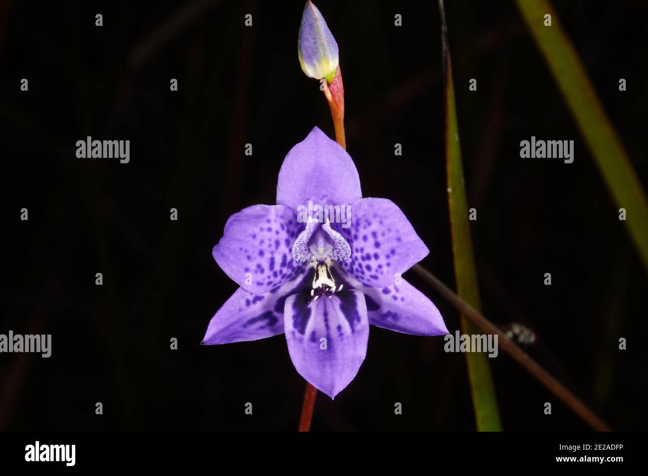 Blue orchid flower of Epiblema grandiflorum, babe-in-a-cradle, habitat on the south coast of Western Australia, frontal view with dark background Stock Photo