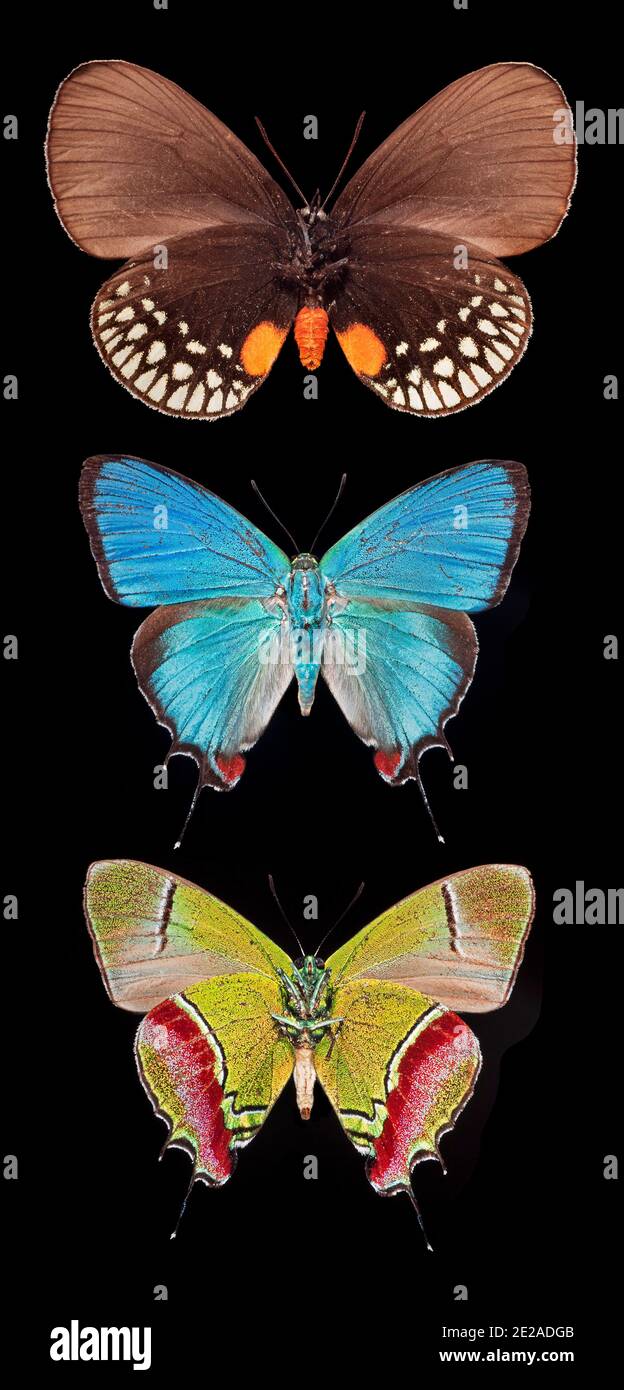 Butterfly selection from Brazil Stock Photo Alamy