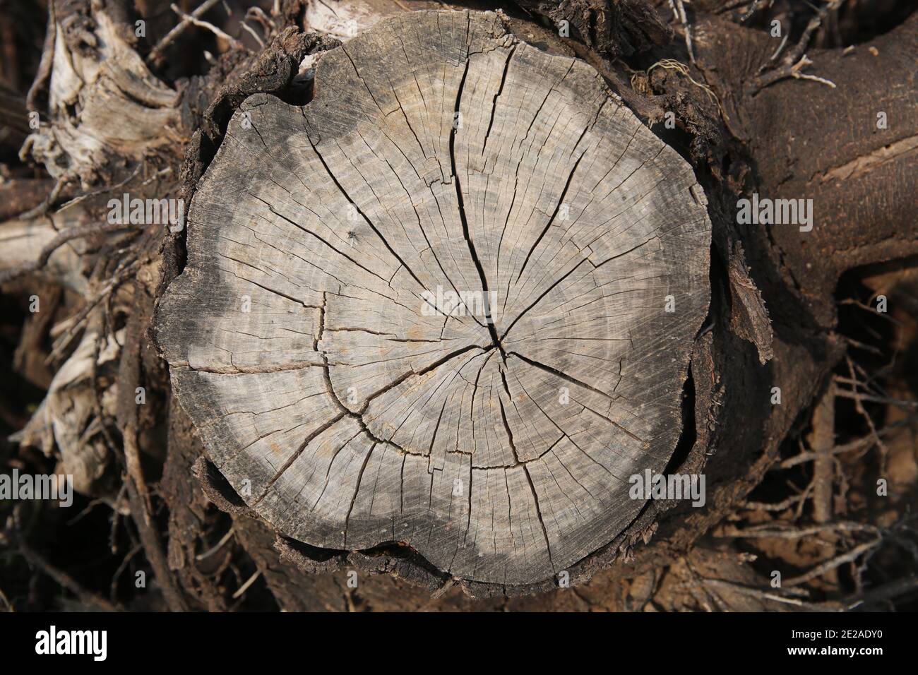 Annual growth rings of a tree hires stock photography and images Alamy