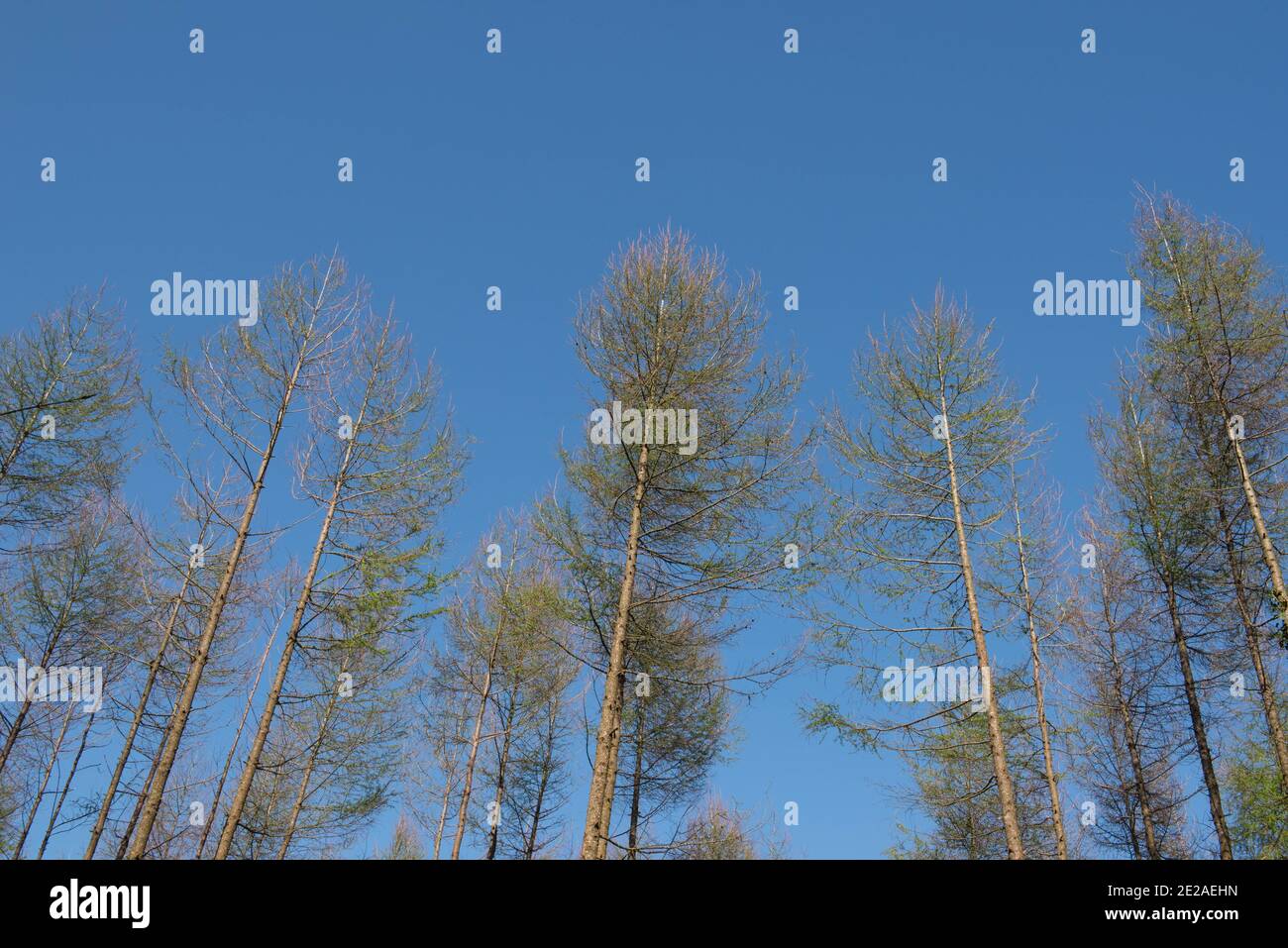 New Spring Leaves Opening on a Deciduous Coniferous European Larch Tree