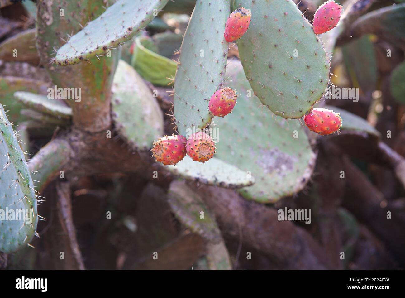 Cactus - Opuntia ficus-indica - sabres or Tzabar Israeli symbol Stock Photo