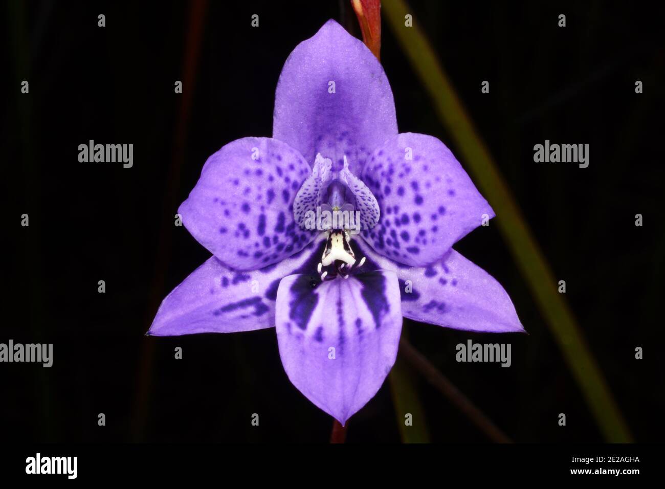 Blue orchid flower of Epiblema grandiflorum, babe-in-a-cradle, habitat on the south coast of Western Australia, frontal view with black background Stock Photo