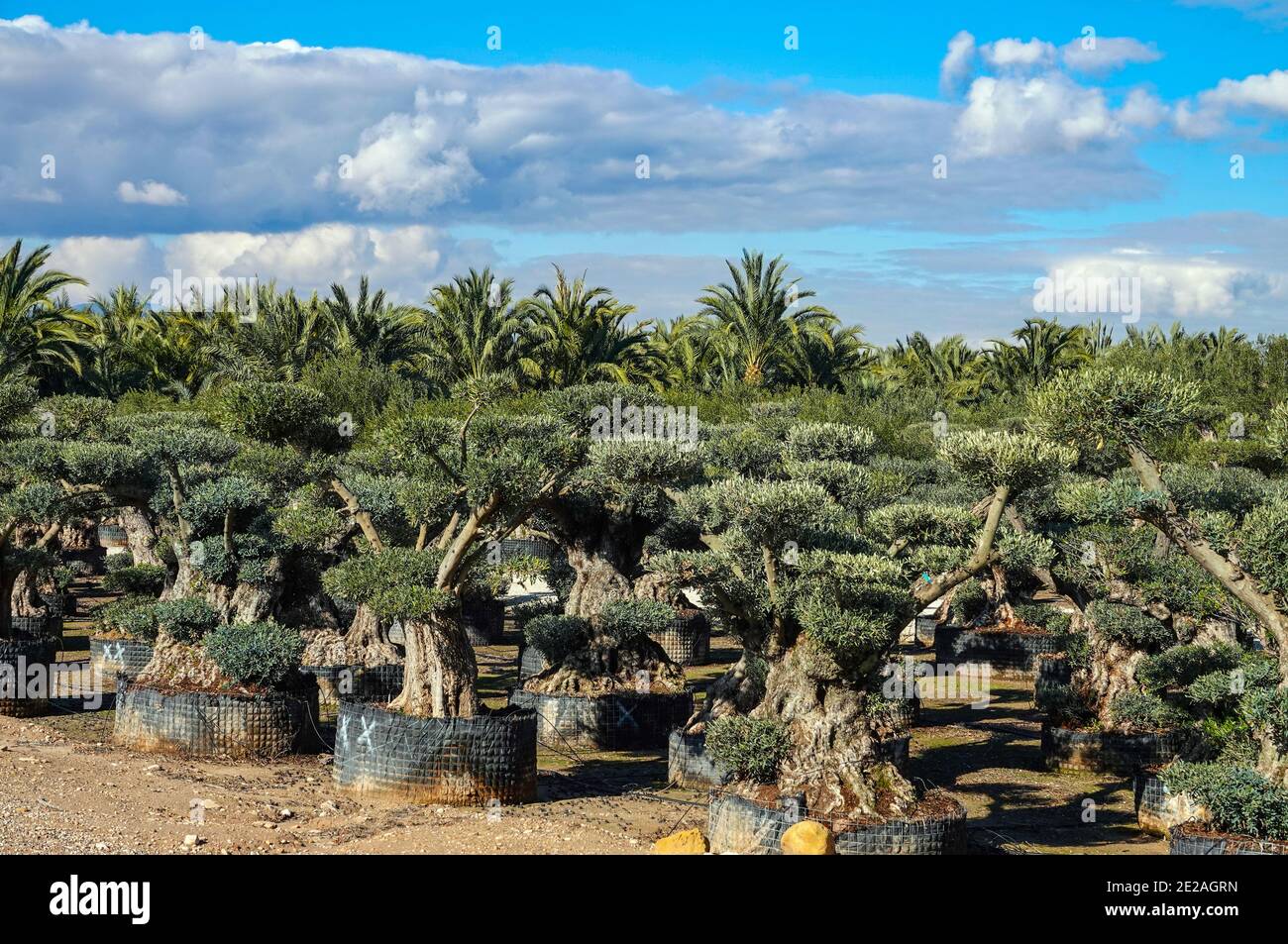 Nursery for growing olive trees in an extensive flat agricultural area, garden centre near Elche, Costa Blanca, Spain Stock Photo