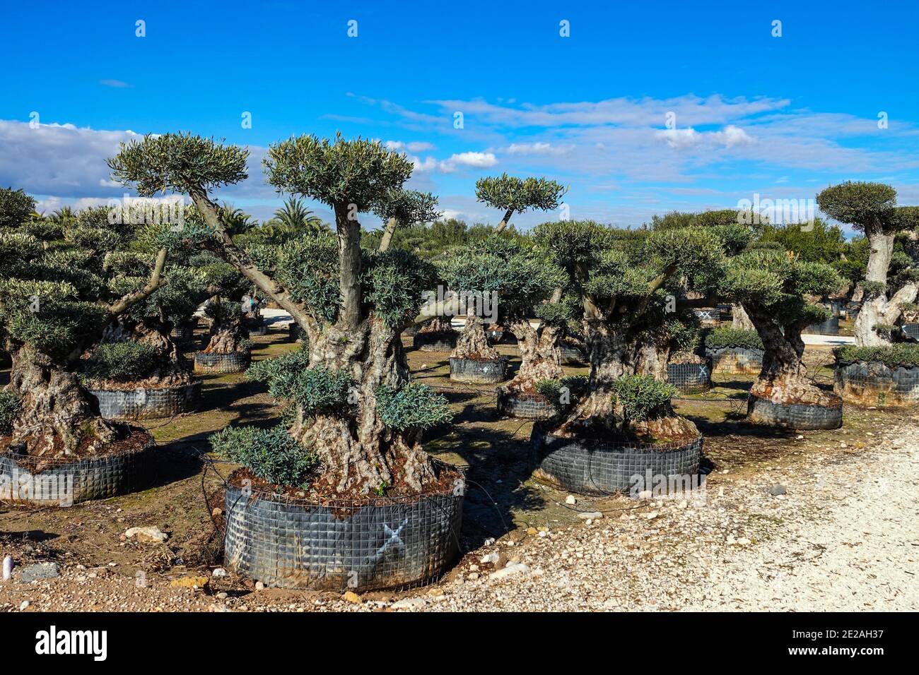 Nursery for growing olive trees in an extensive flat agricultural area, garden centre near Elche, Costa Blanca, Spain Stock Photo