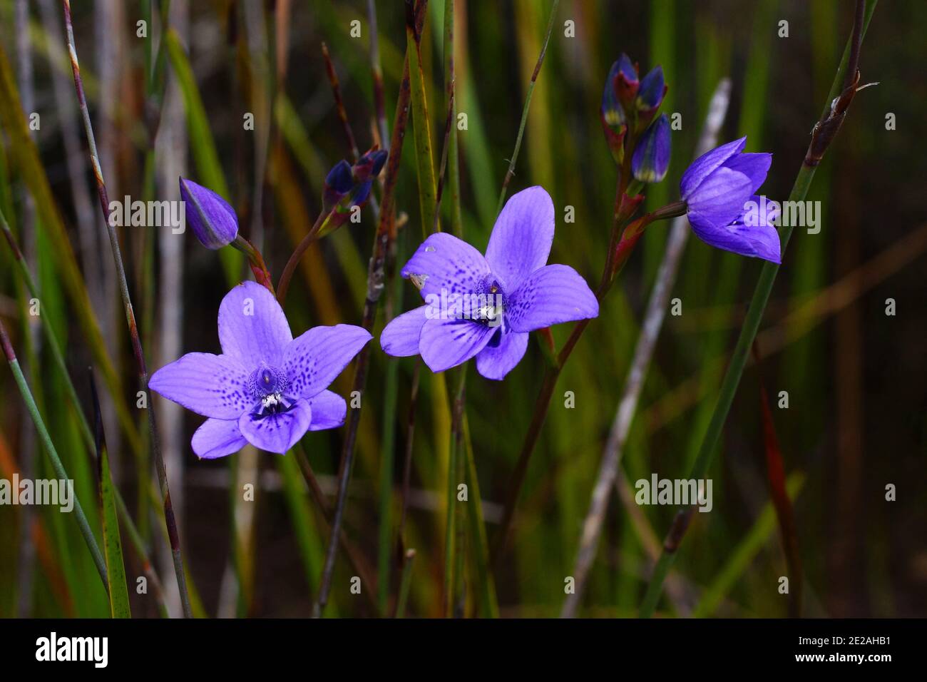 Three blue orchid flowers of Epiblema grandiflorum, babe-in-a-cradle, natural habitat on the south coast of Western Australia Stock Photo