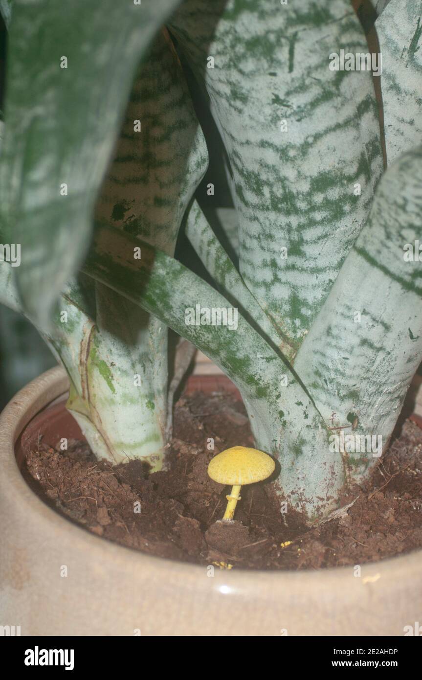 Yellow houseplant mushroom (Leucocoprinus birnbaumii) is a common mushroom in house plants and greenhouses or any other place with organically rich so Stock Photo