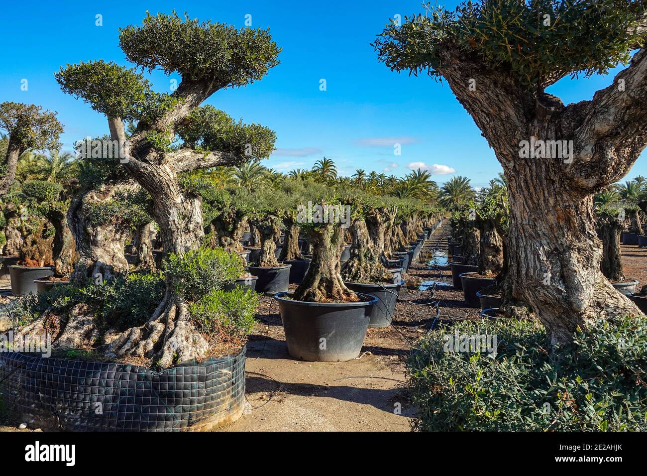 Nursery for growing olive trees in an extensive flat agricultural area, garden centre near Elche, Costa Blanca, Spain Stock Photo