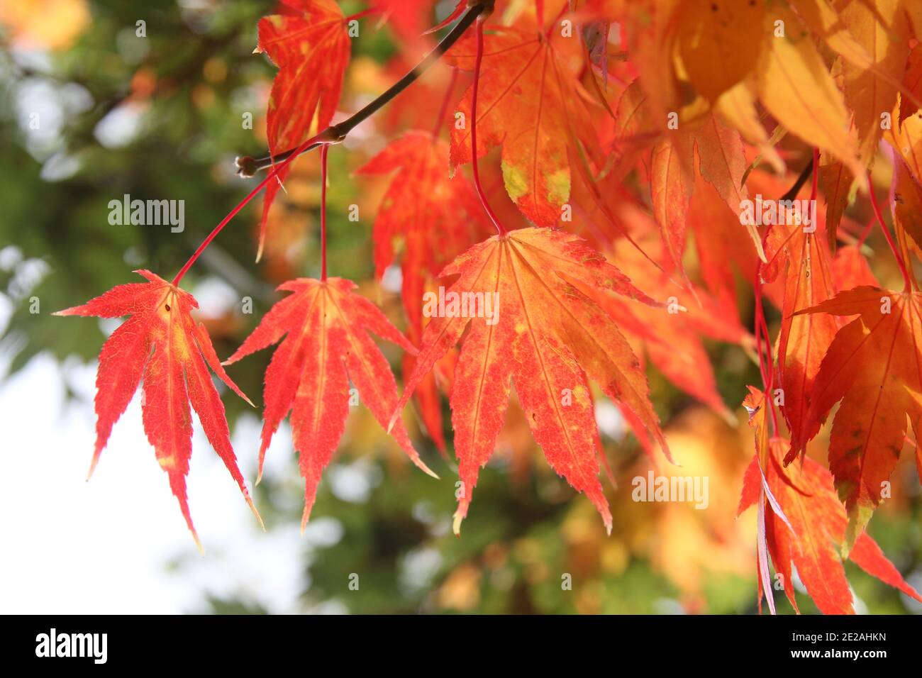 Acer fall leaves hi-res stock photography and images - Alamy
