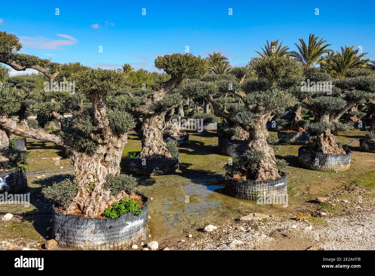 Nursery for growing olive trees in an extensive flat agricultural area, garden centre near Elche, Costa Blanca, Spain Stock Photo