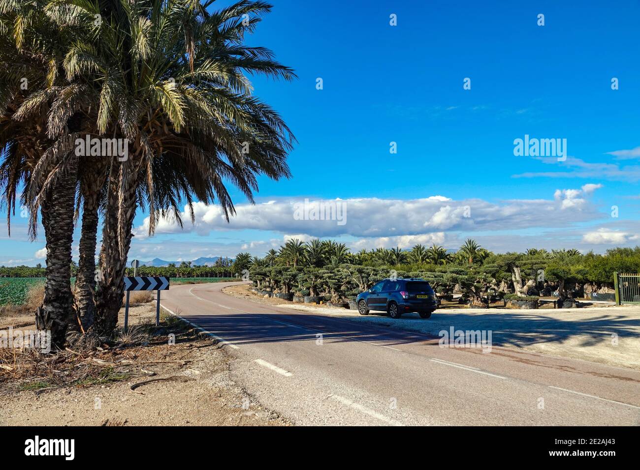 Nursery for growing olive trees in an extensive flat agricultural area, garden centre near Elche, Costa Blanca, Spain Stock Photo