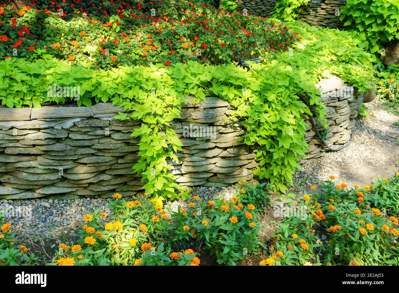 green hedge with flower bed. Garden design. Decorative shrub Stock