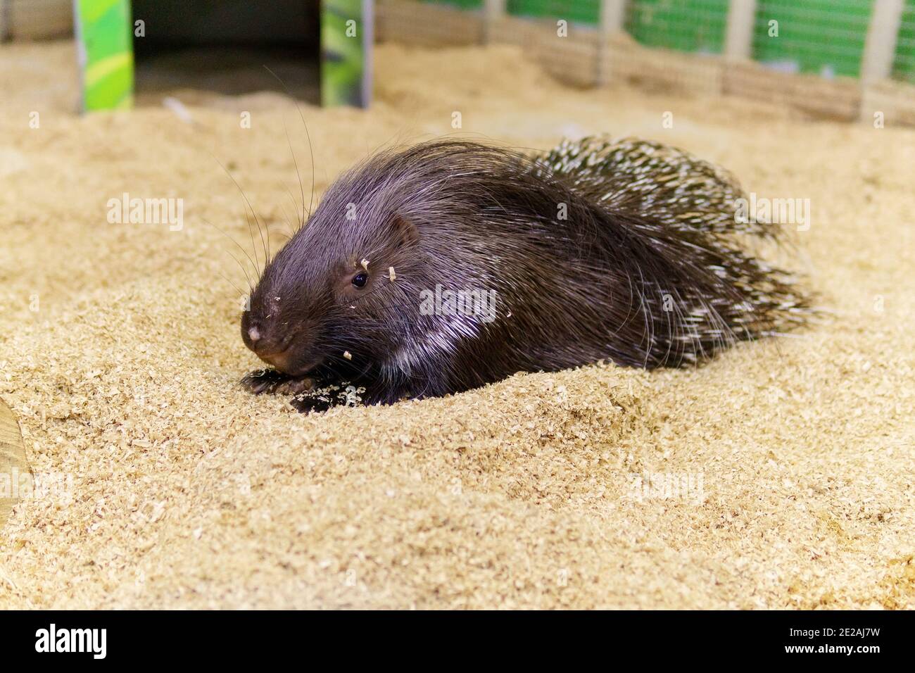 porcupine or South African porcupine Hystrix africaeaustralis in a zoo Stock Photo