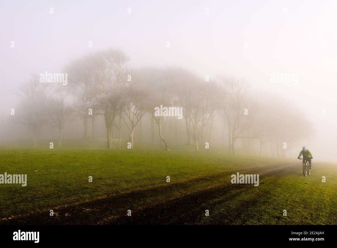A cyclist passess trees in the fog on the South Downs Way at Chanctonbury Ring in Sussex Stock Photo