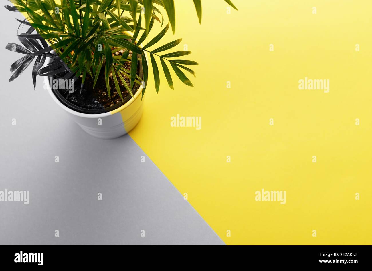 Tropical palm tree in a pot with free space, text box. Flat lay, nature concept, layout. Colors of the Year 2021 gray and yellow Stock Photo
