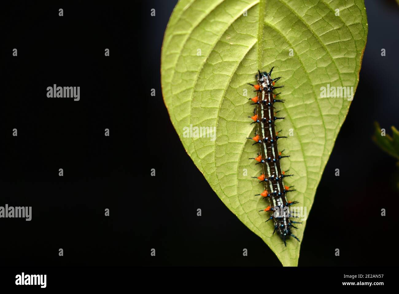 Autumn leaf (Doleschallia polibete) larvae rested on green leaf Stock Photo