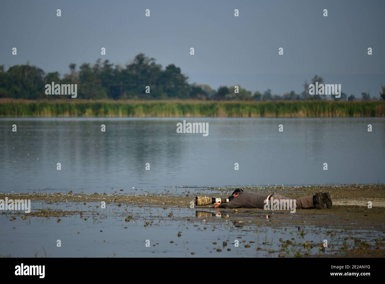 Wildlife photographer with telephoto camera lying down to photograph birds on a lake. Stock Photo