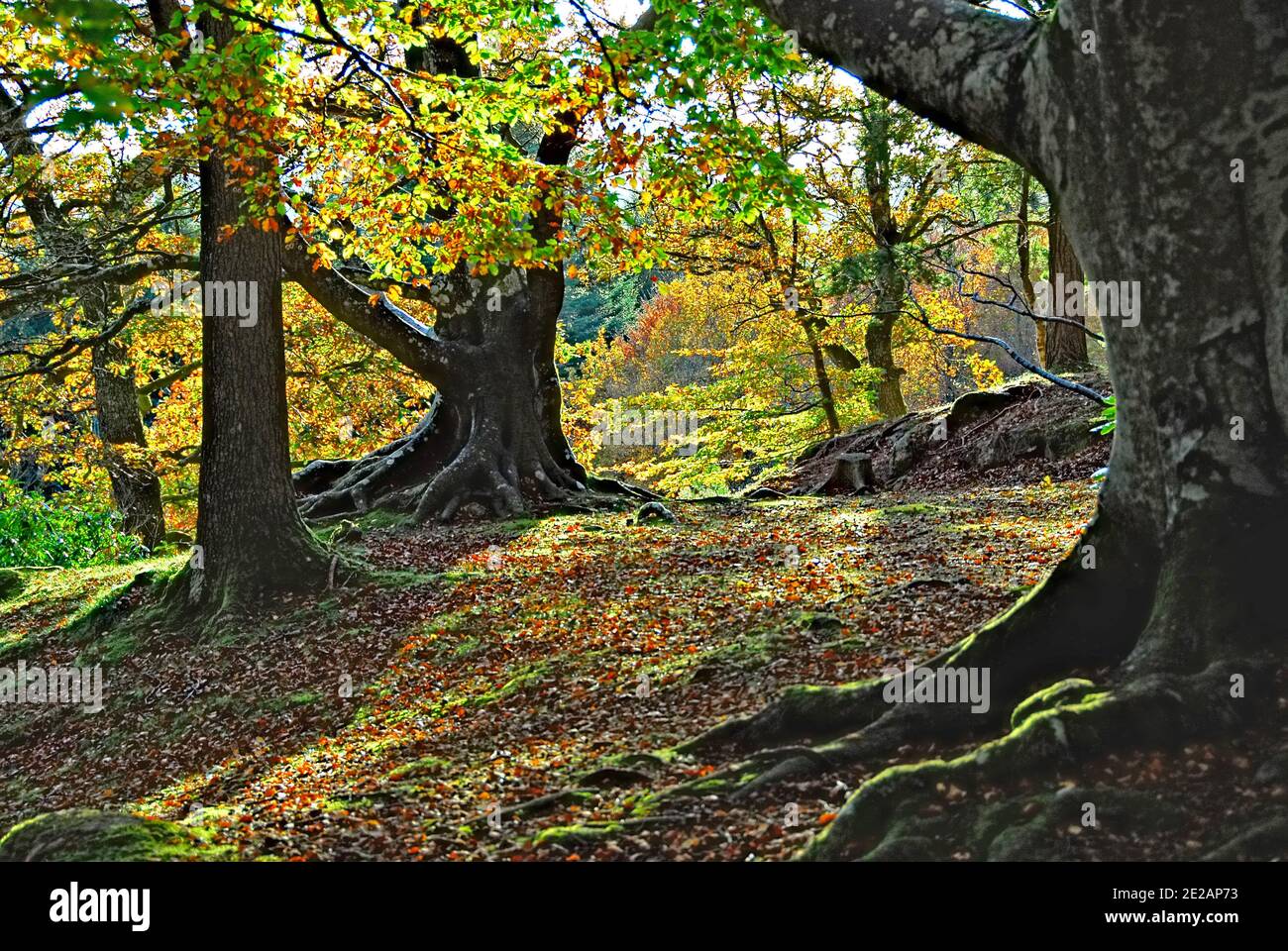 Autumn in Crathes Castle Woods with sunlight filtering through the trees Stock Photo
