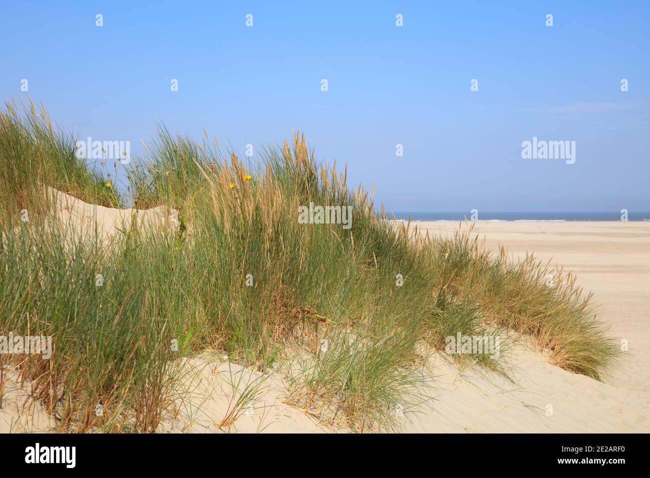 Strandgras am Nordstrand, Borkum, Ostfriesische Insel, Niedersachsen, Deutschland, Europa Stock Photo