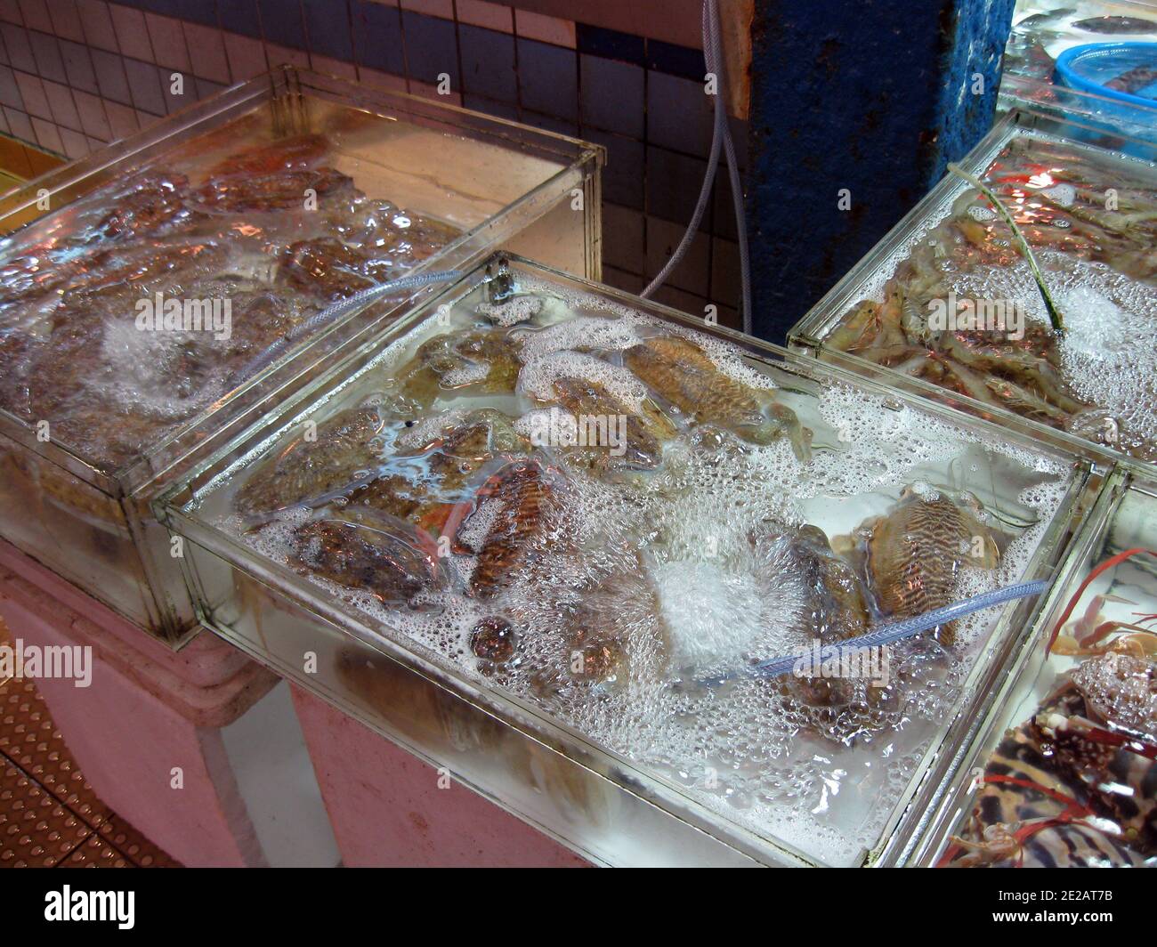 Live seafood (sea squid and other cephalopods) for sale in a chinese market (Hong Kong) Stock Photo