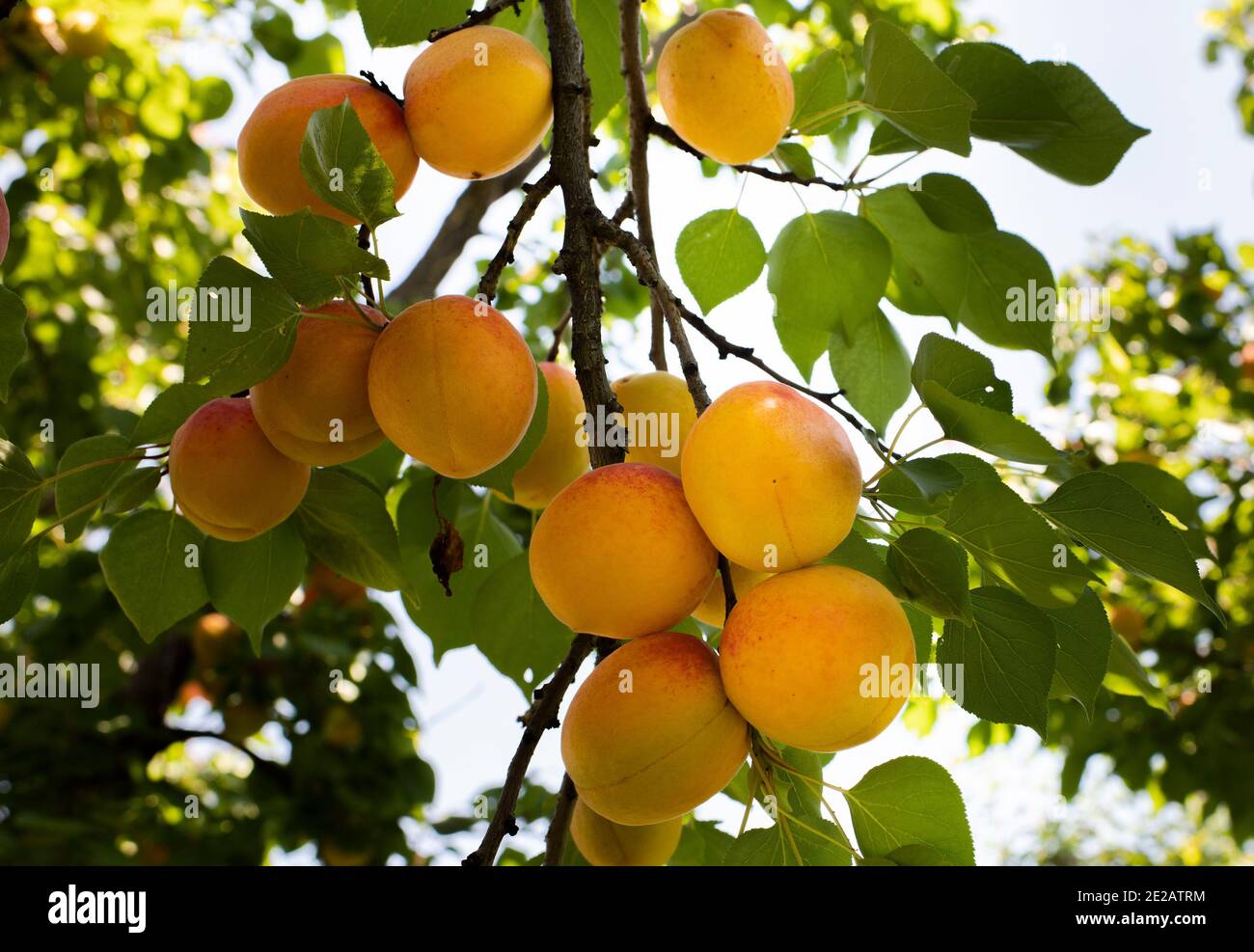 A bunch of ripe apricots branch in sunlight Stock Photo - Alamy