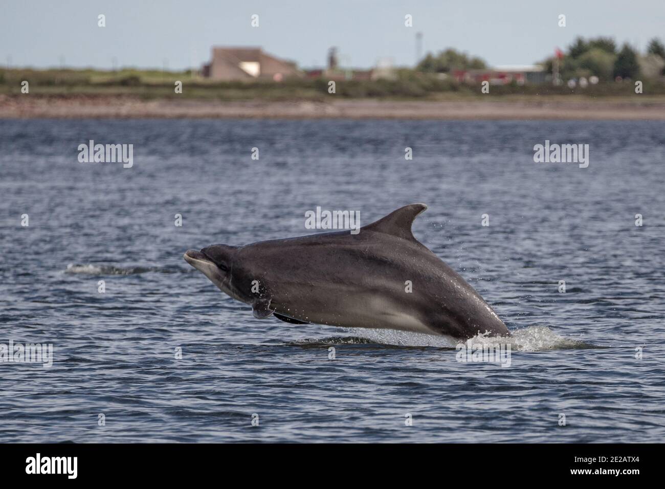 Scottish whale watching hi-res stock photography and images - Alamy