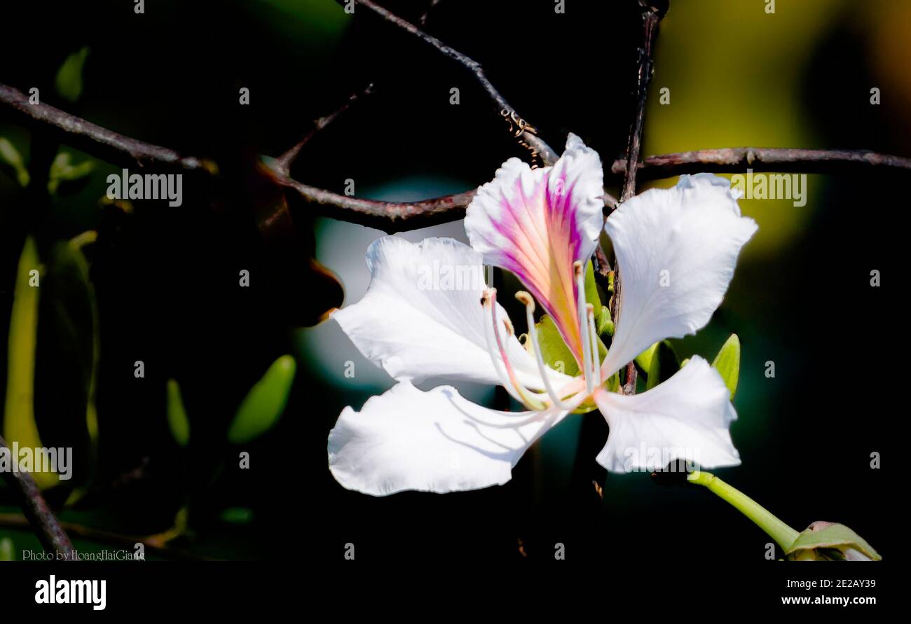 Photo of a white Ban flower in springtime in mountainous Vietnam Stock Photo