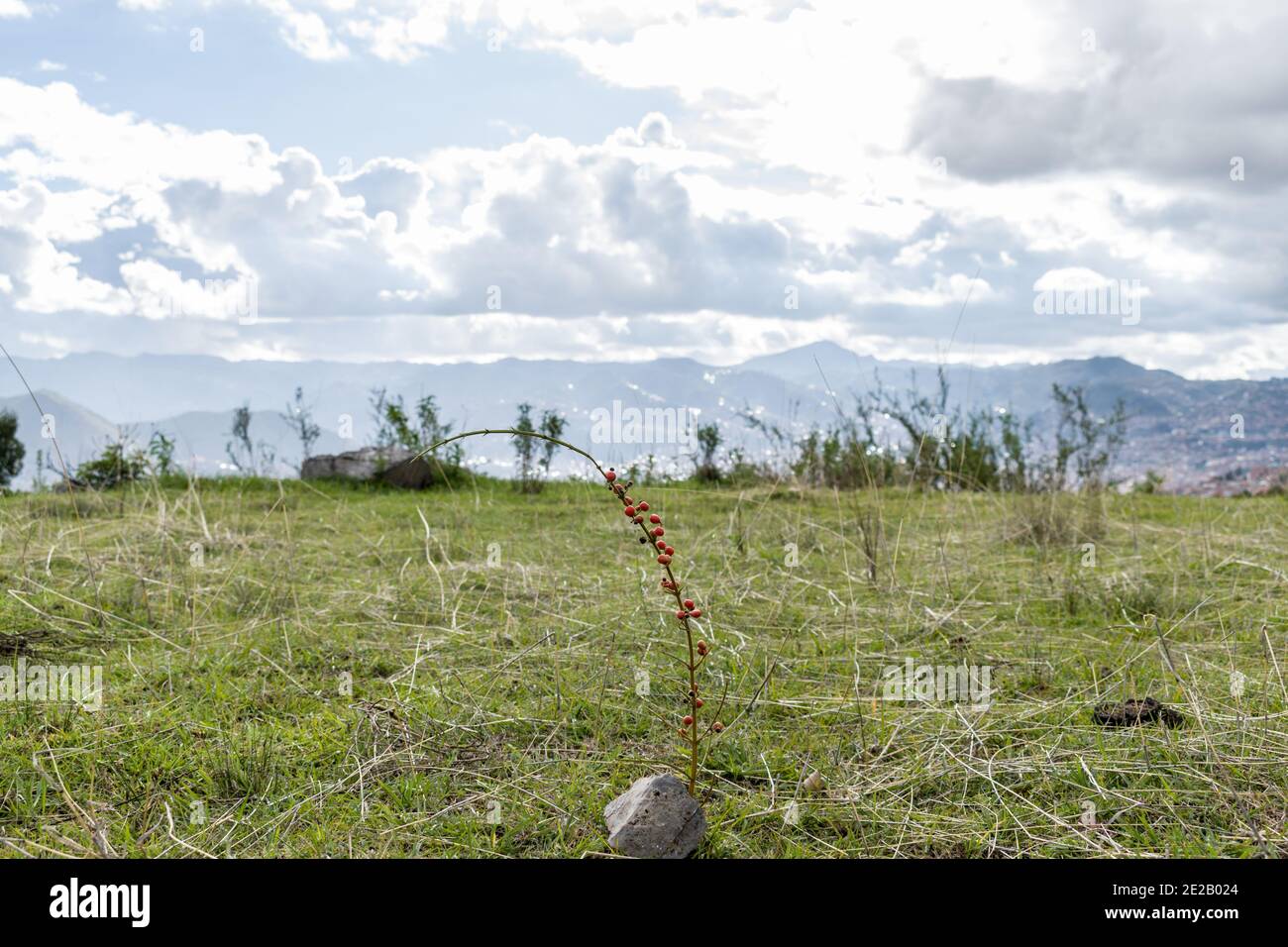 Lonely twig with berries growing in the picturesque grassy terrain Stock Photo