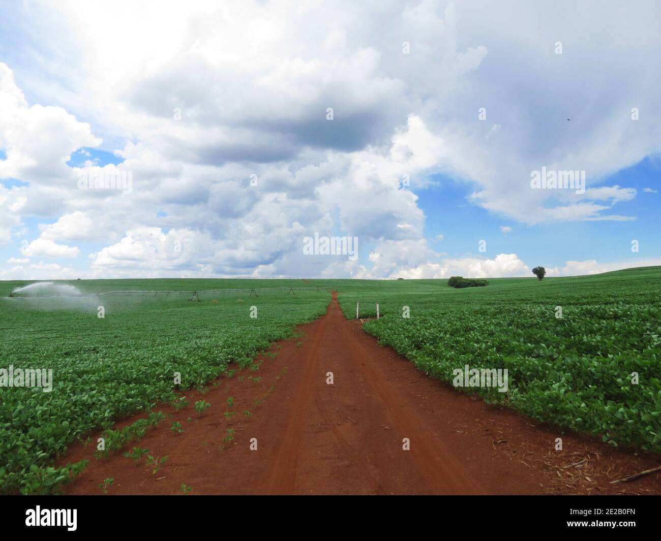 Soy plantation hi-res stock photography and images - Alamy