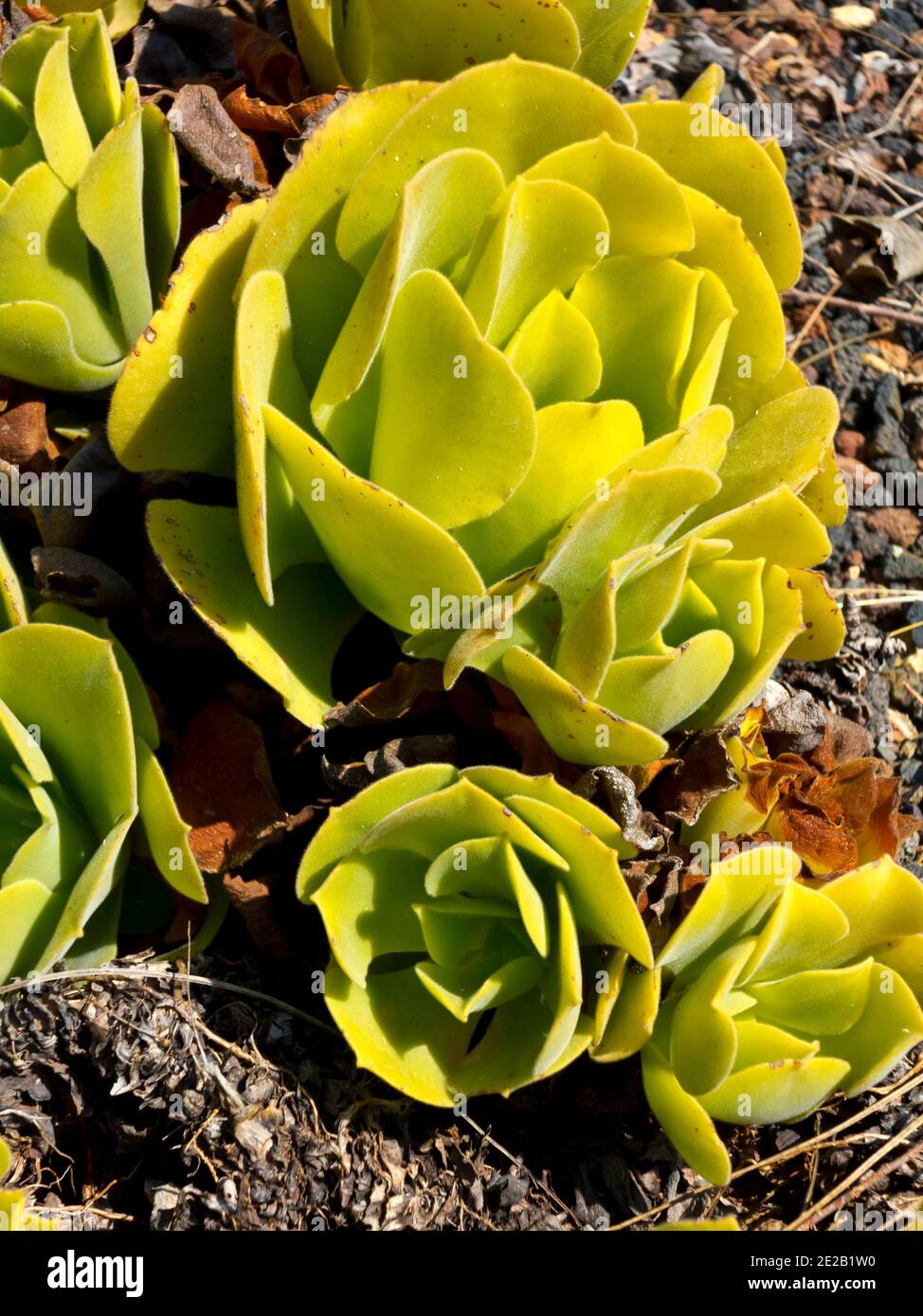 Close up view of Aeonium virgineum plant known as houseleeks as succulent subtropical plant found in Mediterranean climates. Stock Photo