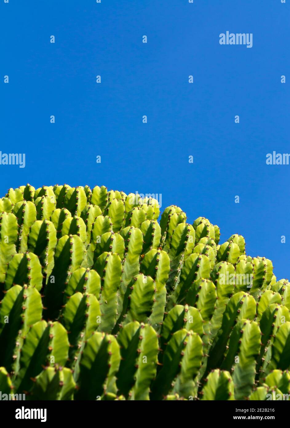 Close up view of cactus plant growing in a sub tropical garden. Stock Photo