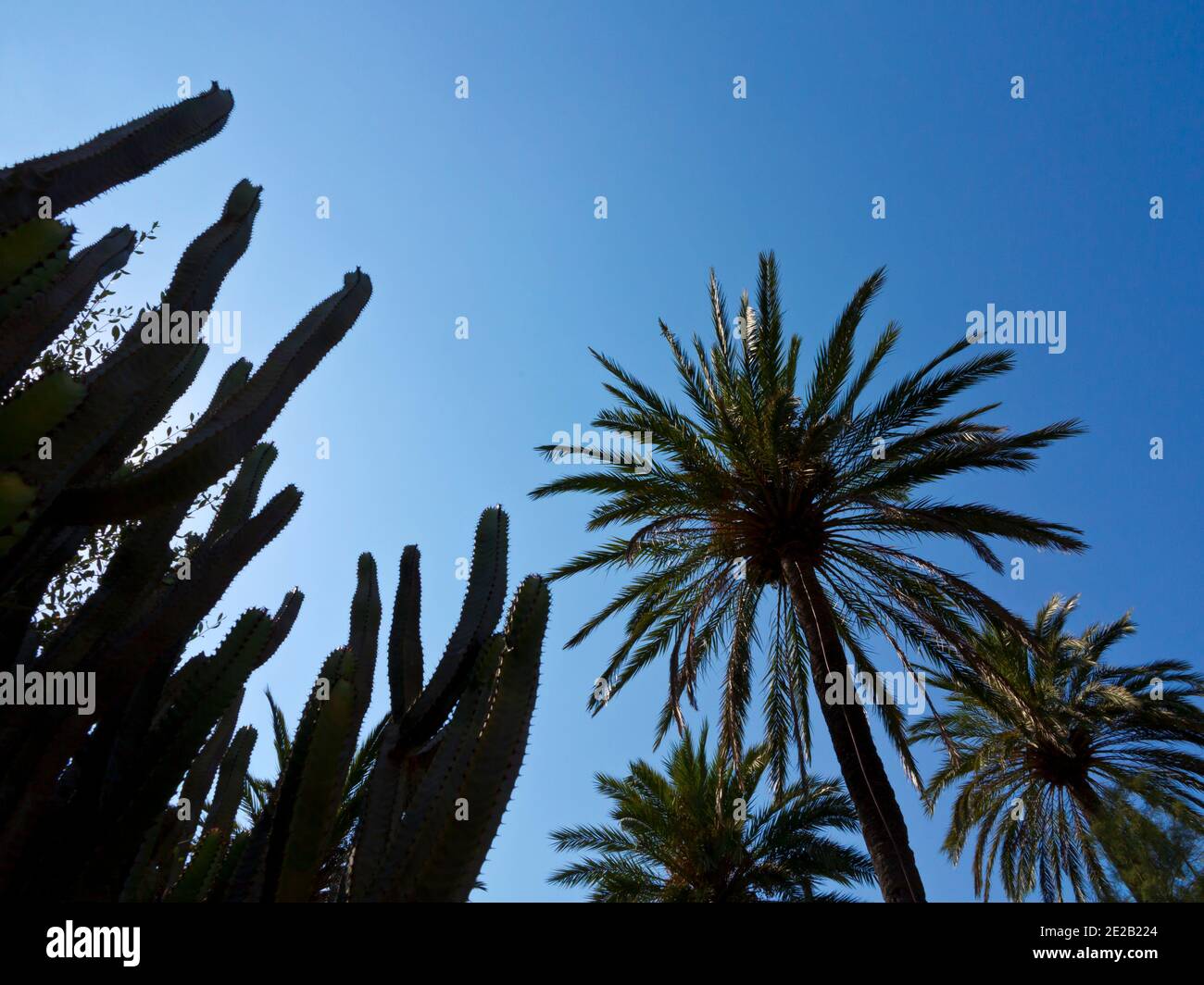 Plants in the Jardin Botanico de Soller a collection of plants from the Mediterranean and Balearic Islands on Soller Mallorca Spain founded in 1985 Stock Photo