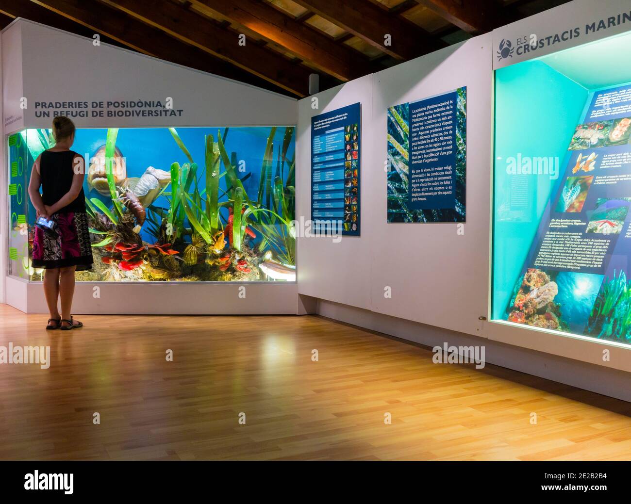 Interior view of exhibits in the Museu Balear de Ciencies Naturals or Natural Science Museum in Soller Mallorca Balearic Islands Spain. Stock Photo