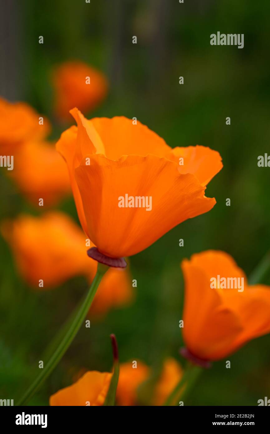 Vertical of California poppies in a field under the sunlight with a blurry background Stock Photo