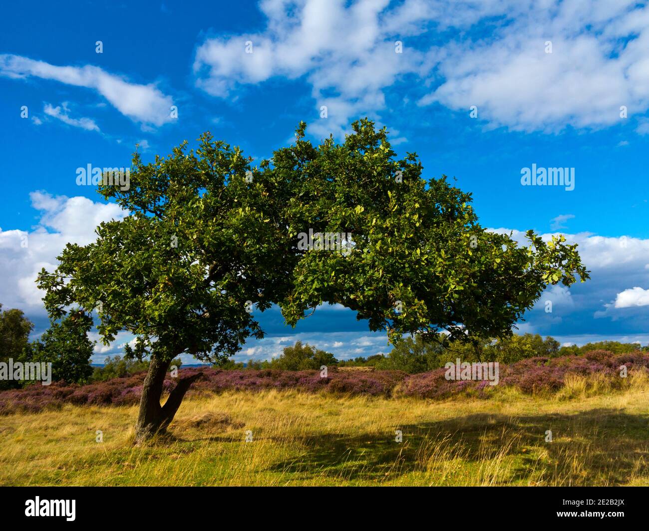 Wind bent tree in late summer with heather behind on Stanton Moor in the Peak District National Park Derbyshire Dales England UK Stock Photo