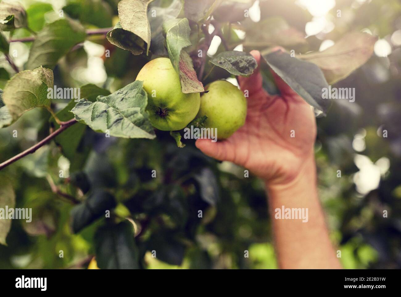 Hand farmer picking apples hi-res stock photography and images - Alamy